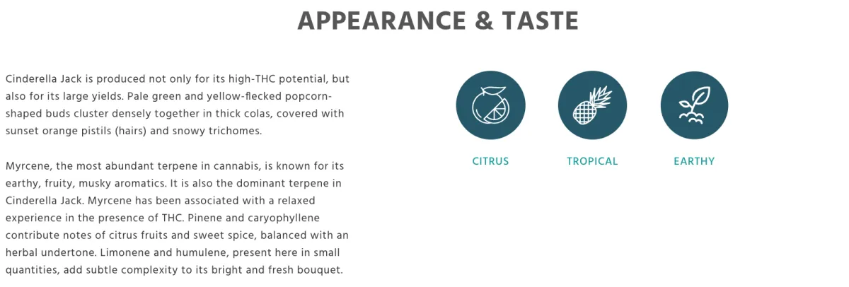 Taste profile Auto Cinderella Jack